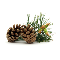 Natural Pine Oil Used, Not Just Pine Fragrance
